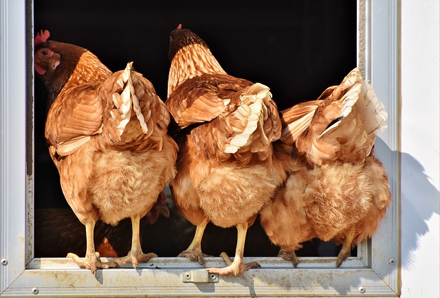 ปกติแล้วไก่ไข่สาว จะเริ่มออกไข่เมื่อมีอายุได้ 18-24 สัปดาห์ ถึงจะได้ไข่ฟองแรก สำหรับไก่ไข่ไฮบริด เมื่อรับเข้าเล้าแล้ว อาจจะใช้เวลาปรับตัวกับสถานที่ใหม่ ปรับตัวกับอาหารยี่ห้อใหม่ ทำให้การออกไข่ต้องล่าช้าไปอีก 1-2 เดือน นั่นก็หมายความว่า หากเราใช้อาหารสำเร็จรูปต่อเนื่องจากฟาร์มไก่สาวที่รับมา ไก่เหล่านั้นจะออกไข่ได้ตามกำหนด แต่ถ้าเปลี่ยนยี่ห้ออาหาร คุณต้องรอไปอีก 1-2 เดือนค่ะ